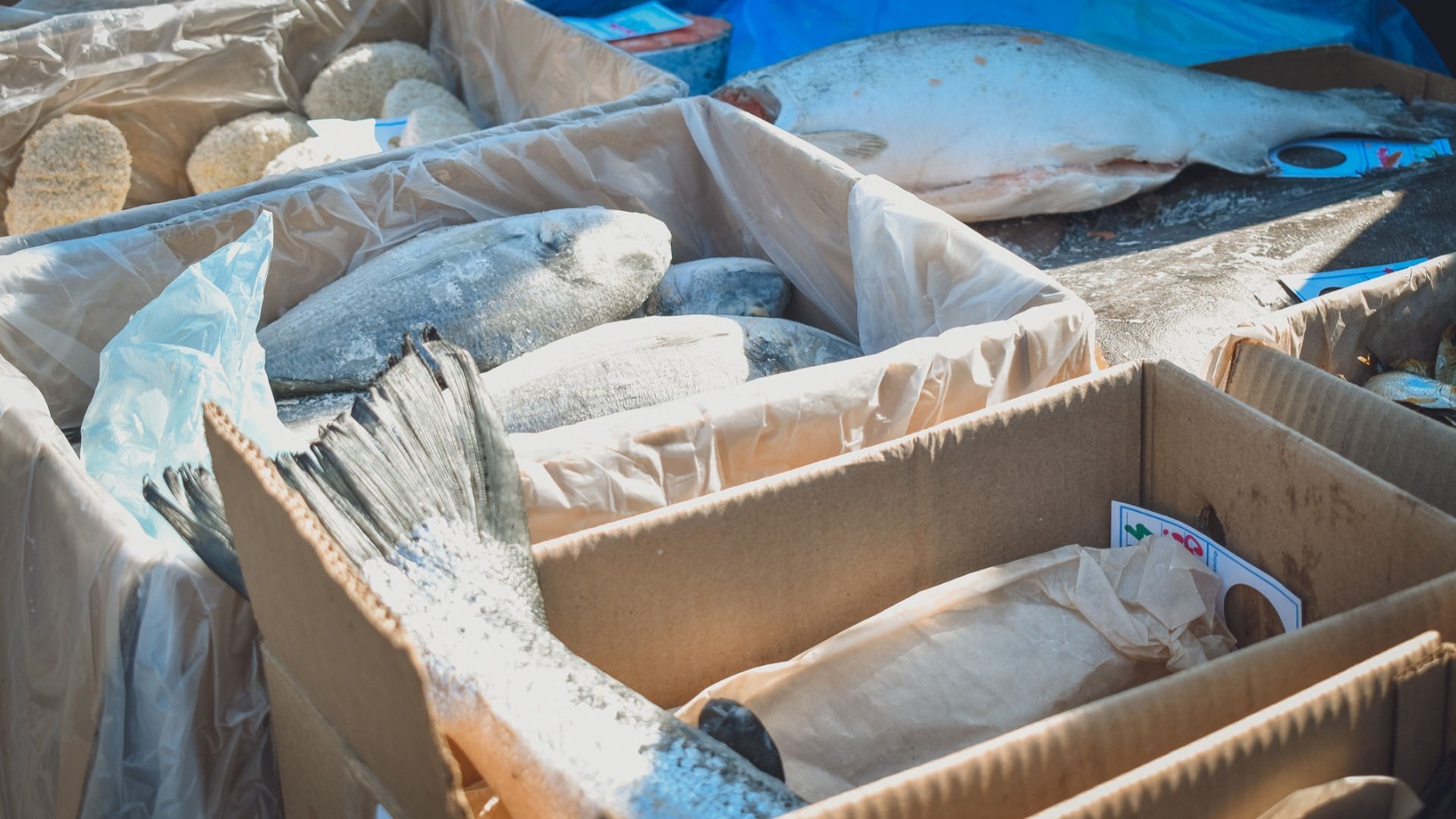На предприятии в Ростовской области нашли 3,5 тонны потенциально опасной рыбы
