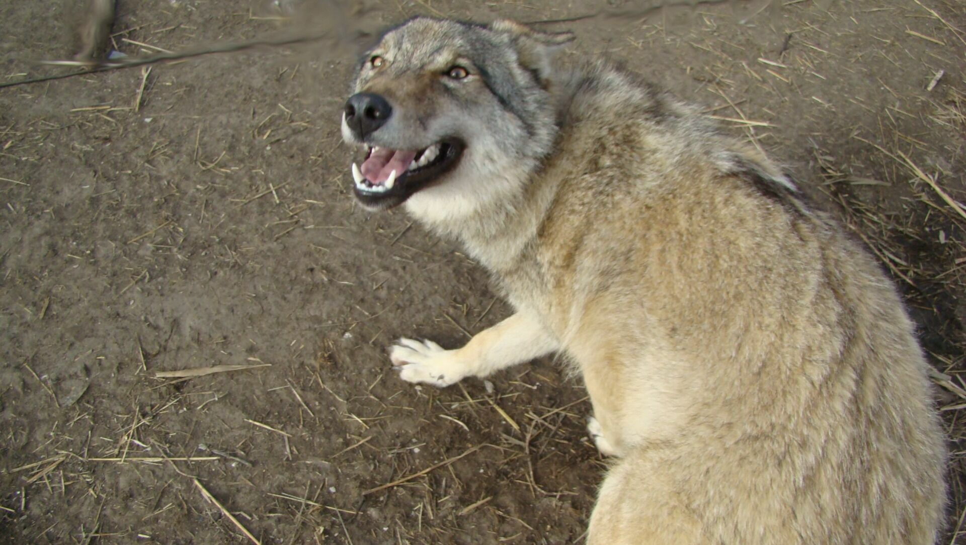 Зоолог Тихонов объяснил, почему в Ростовской области стало так много волков