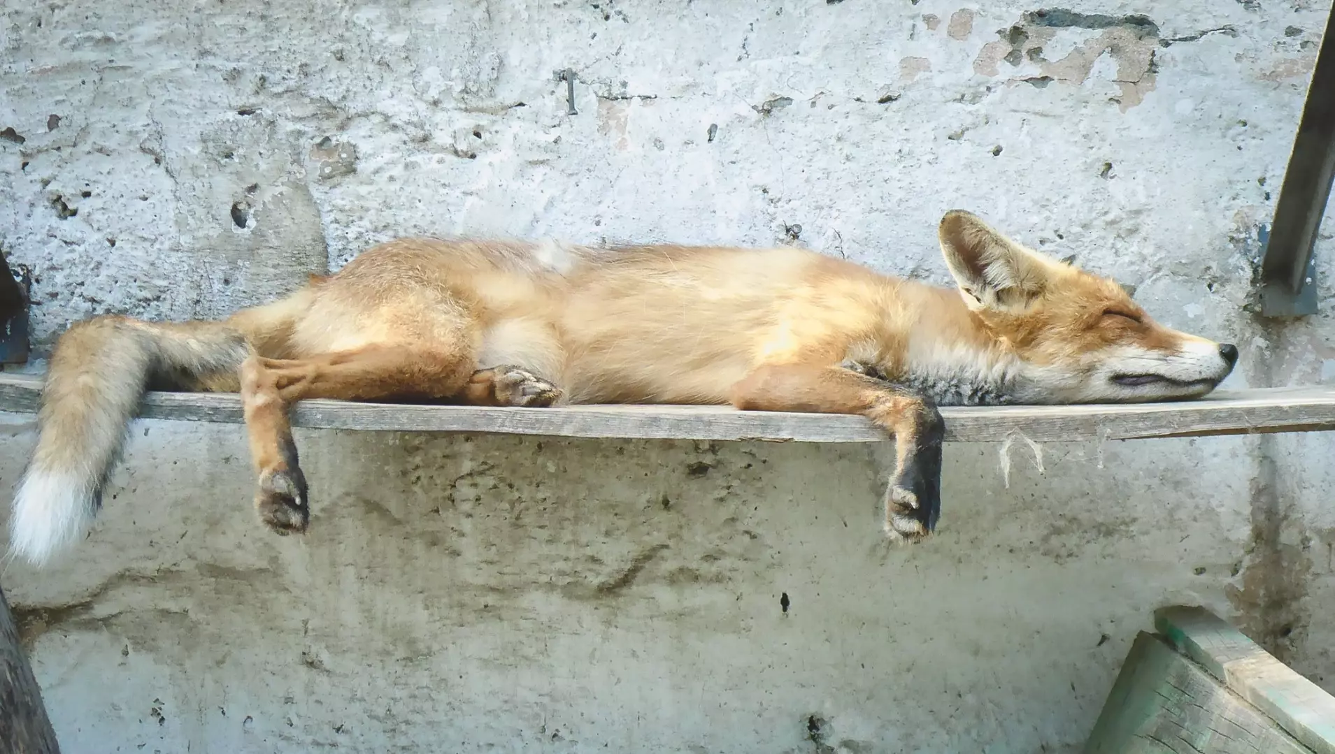В Шахтах на улицах города заметили дикую лису