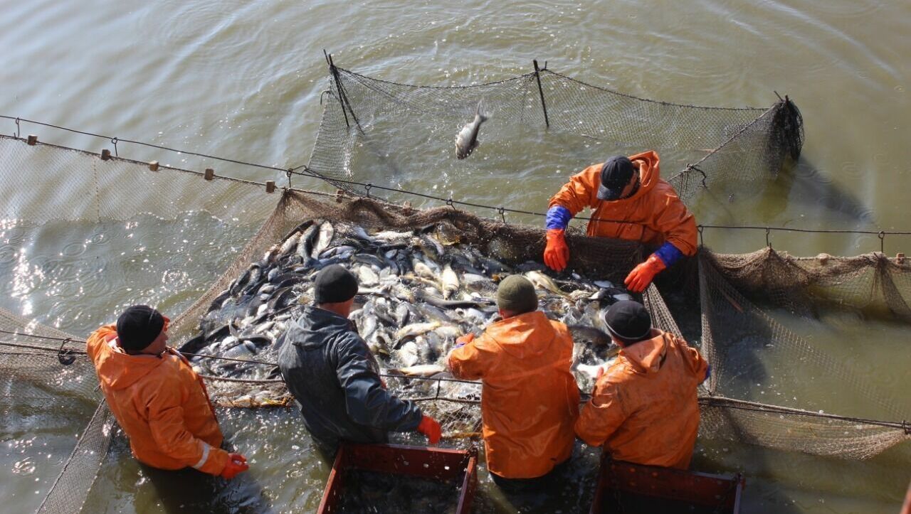 Зоолог рассказал, что будет с рыбой из-за обмеления Дона и Таганрогского залива