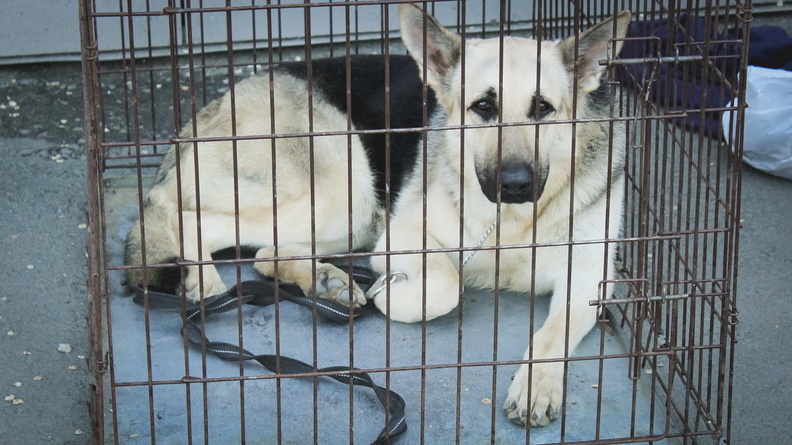 Около 1 млн руб потратят на отлов бездомных собак в Ростовской области