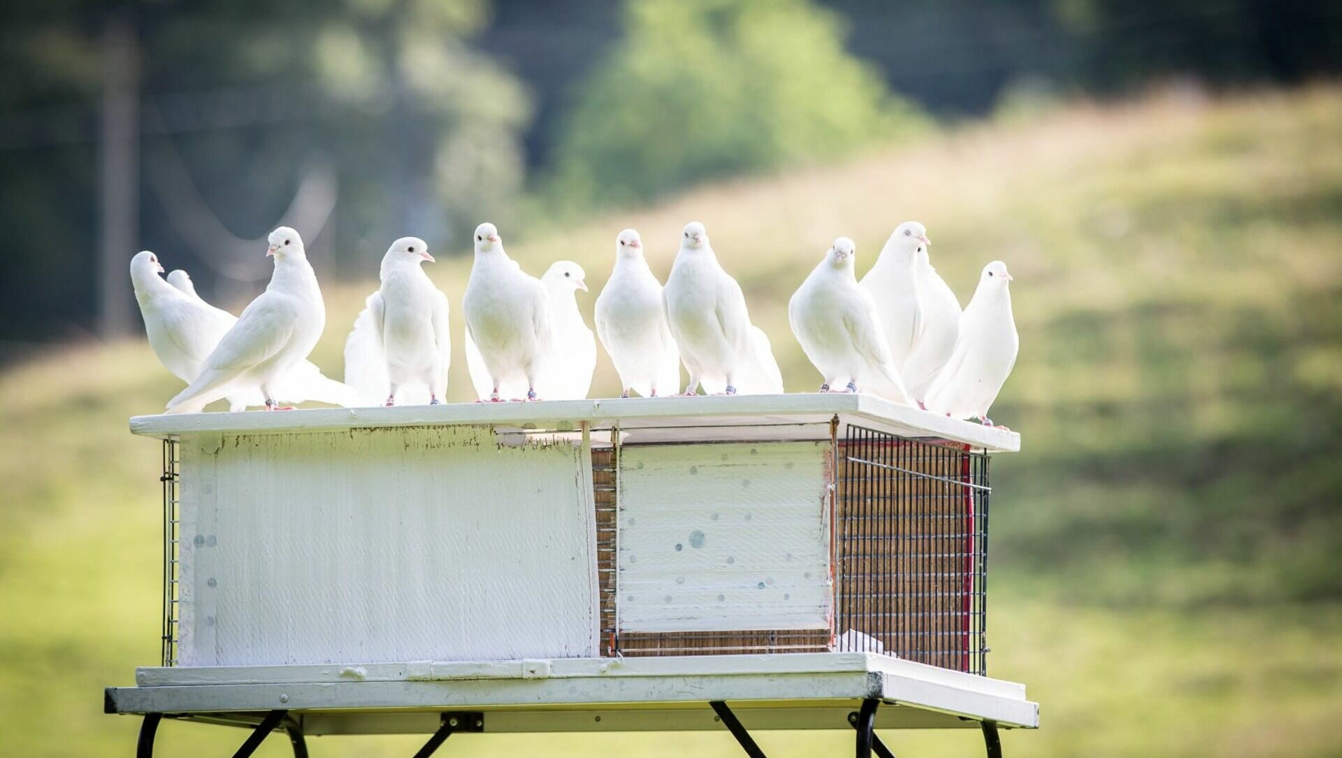 В Батайске неизвестный мужчина выпустил из сумки больше десятка белых голубей