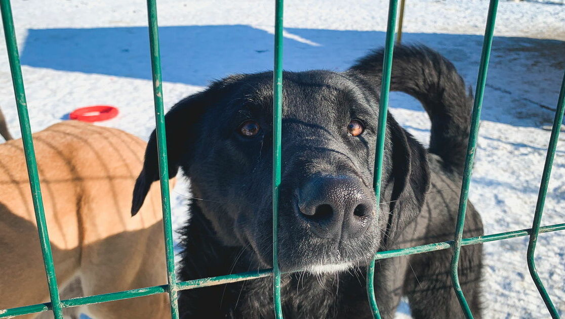 Ростовская зоозащитница рассказала, как спасти собаку от отравления