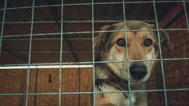 В Свердловской области обнаружили «концлагерь» для собак
