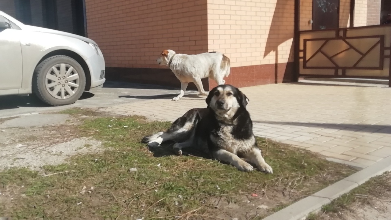Почти пять тысяч жителей Ростовской области покусали собаки с начала года