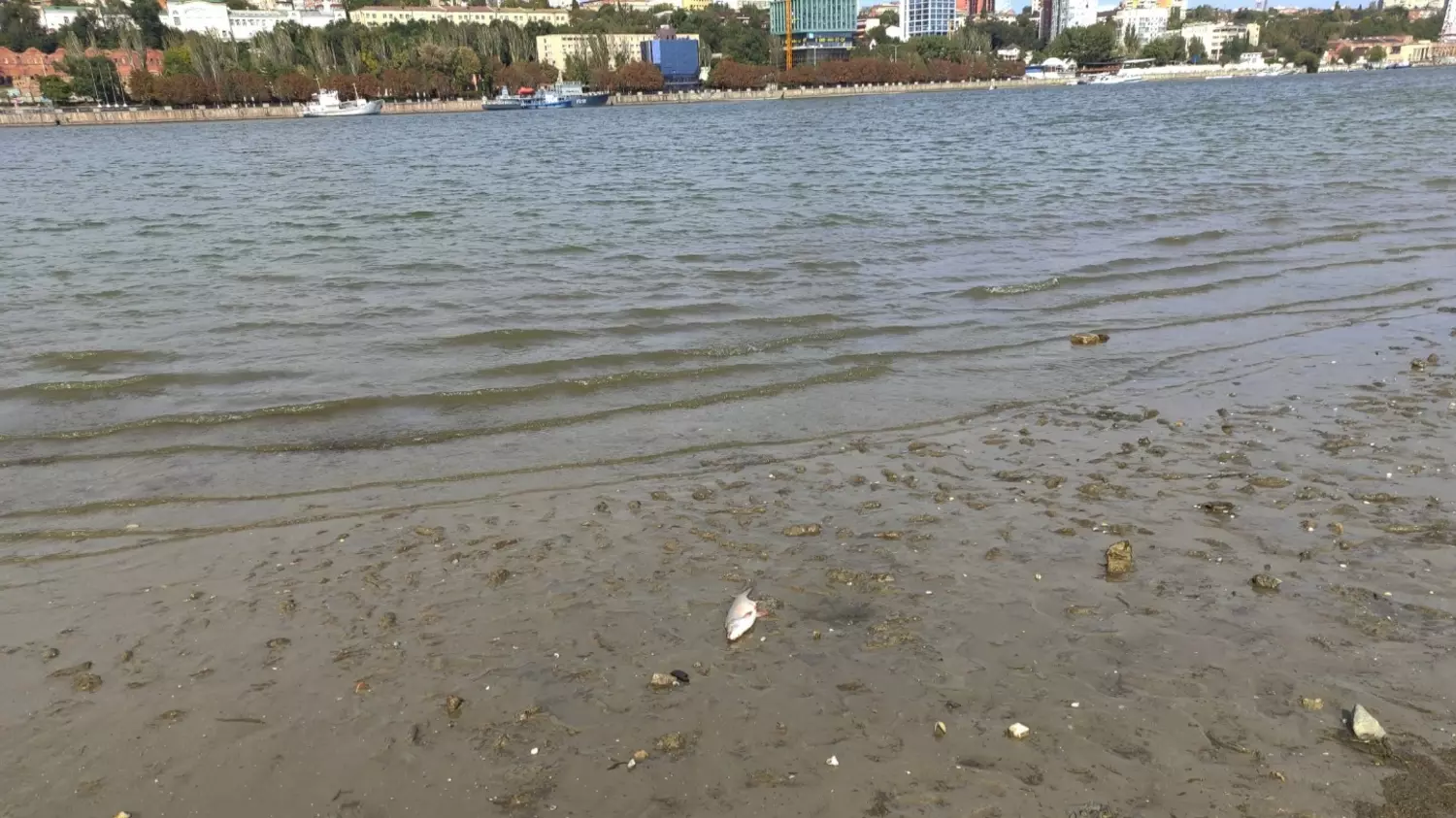 На берегу реки, немного дальше от рыбаков, корреспондент обнаружил мертвую рыбу.