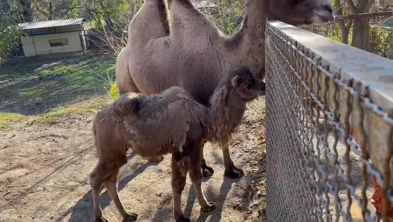 Ростовский зоопарк скрывал рождение ленивого верблюда