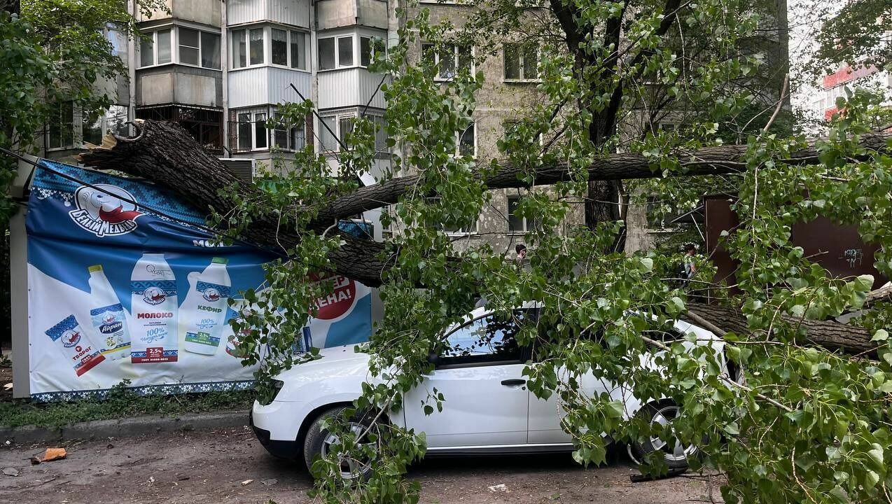 Дерево упало на женщину и два автомобиля в Ростове-на-Дону днем 18 мая