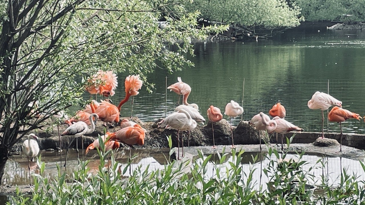 В зоопарке Ростова родились два птенца фламинго