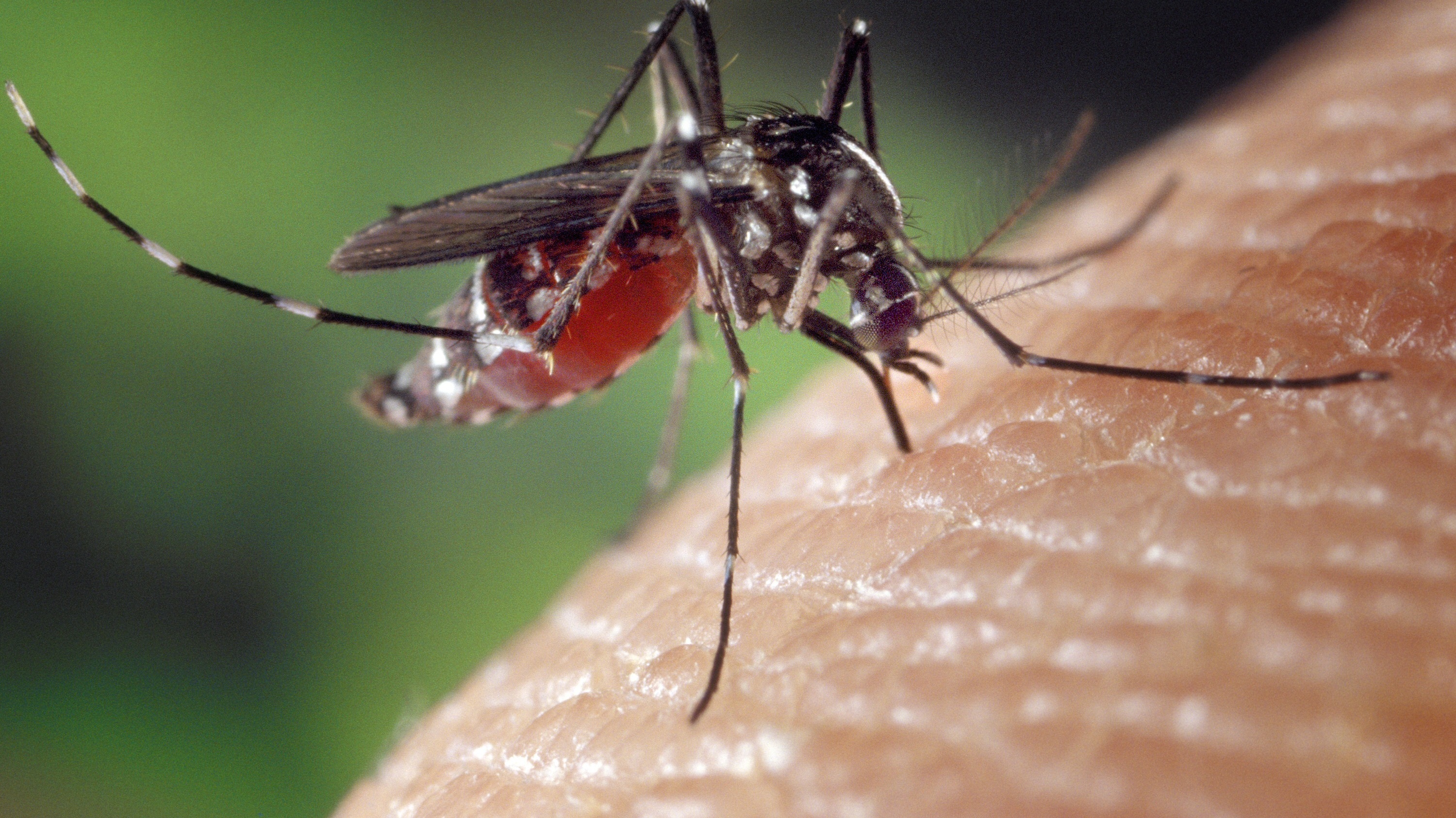«Из-за частых дождей летом в Ростовской области появилось множество комаров, которые тоже стимулируют передачу этого заболевания», — отмечает врач терапевт, не пожелавший публиковать свое имя.