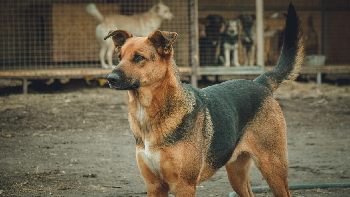 В Ростовской области хотят начать штрафовать за самовыгул собак