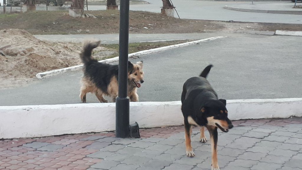 В Ростовской области дикая свора собак покусала 15 детей
