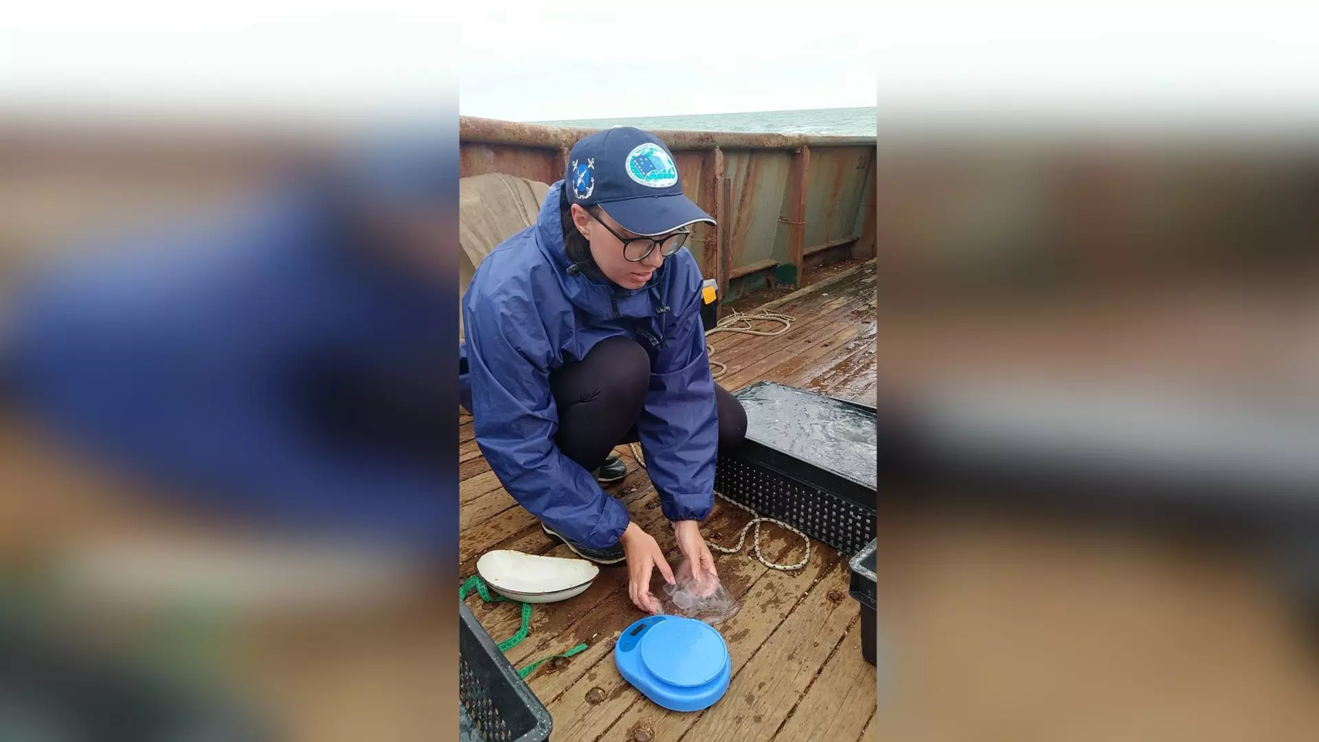 Ученые в Ростовской области научились «добывать» витамины из азовских медуз