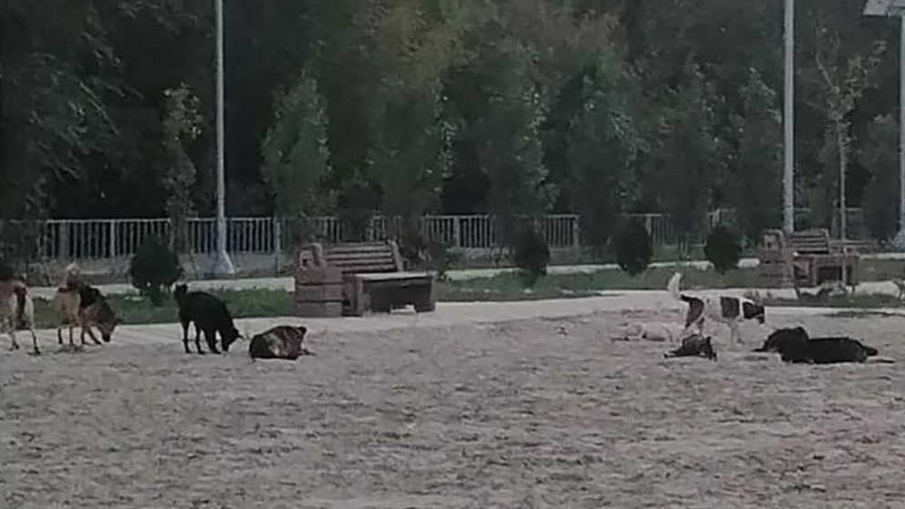 В Ростове стая злых собак оккупировала Зеленый остров