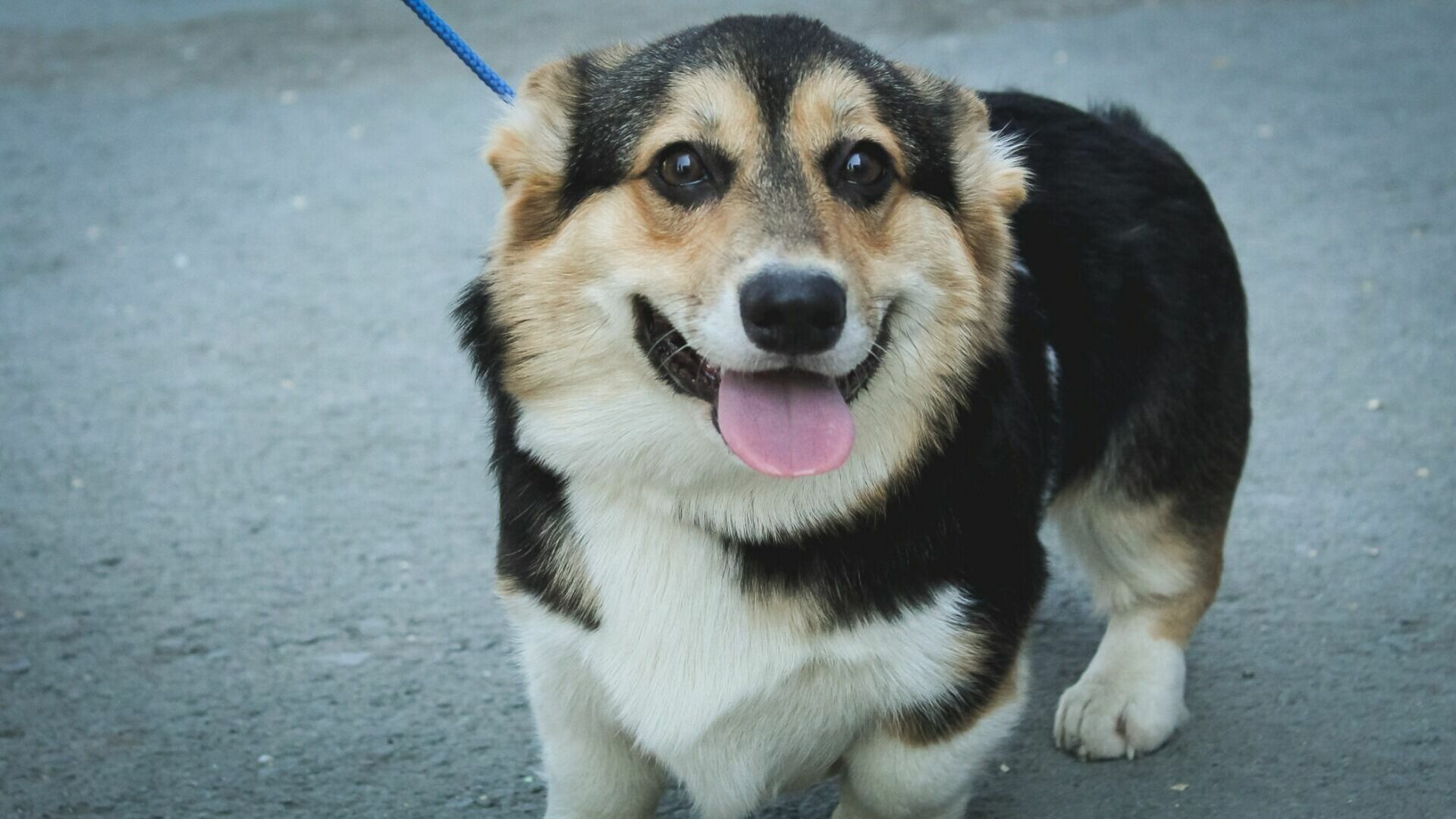 В Ростове ввели ряд ограничений для владельцев собак во время прогулок в 2023 году