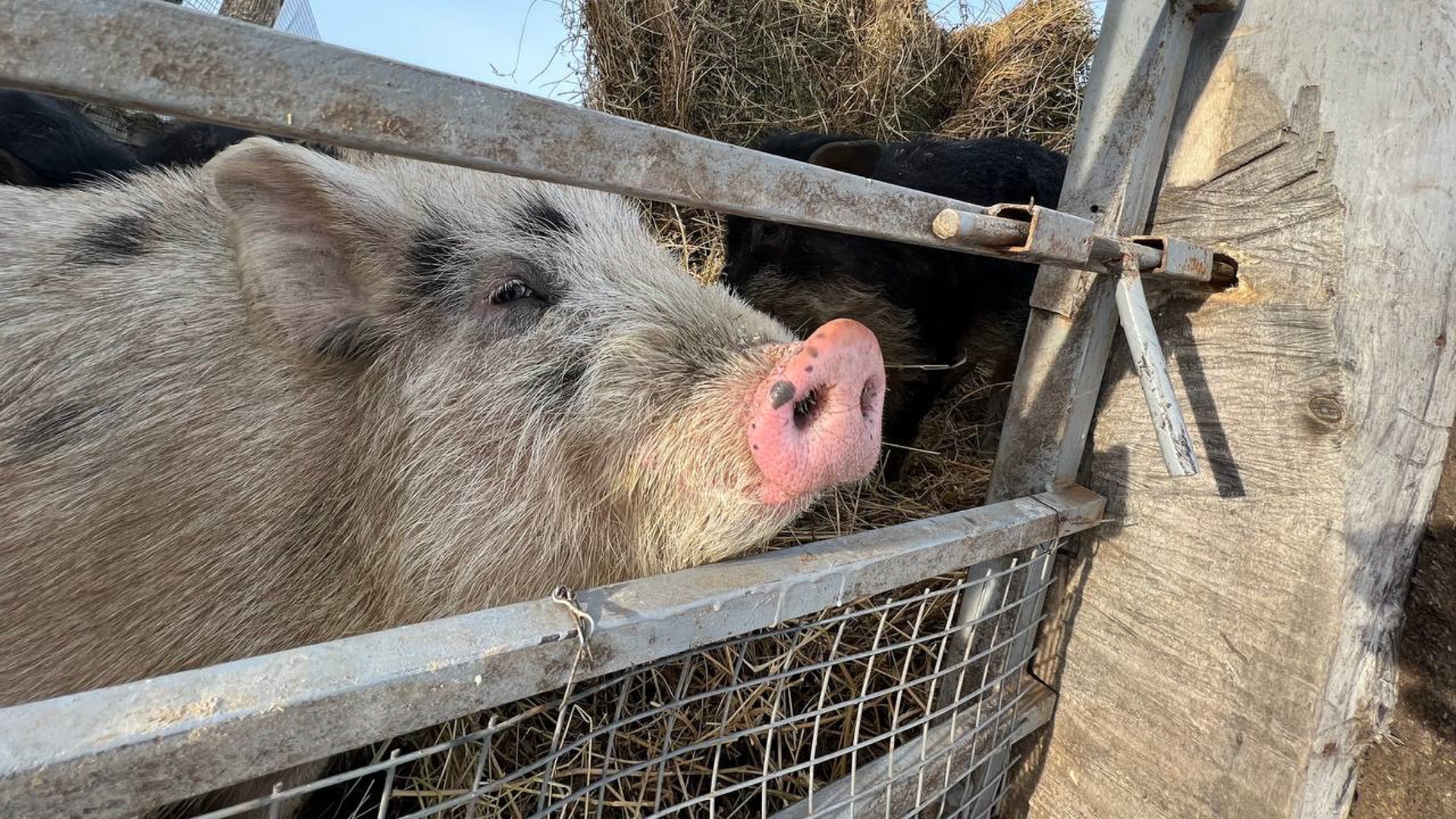 Часть Ростовской области поместили под карантин из-за вспышки африканской чумы свиней