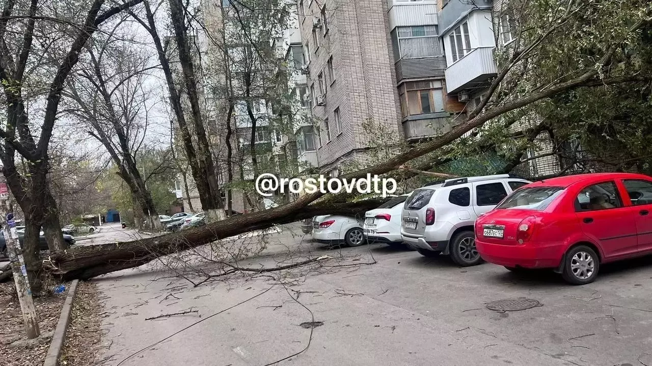 Рухнувшее дерево на Немировича-Данченко