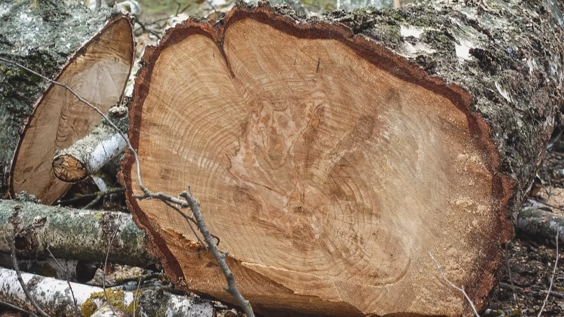 Ростовчане заявили о массовом уничтожении деревьев в парке Чуковского