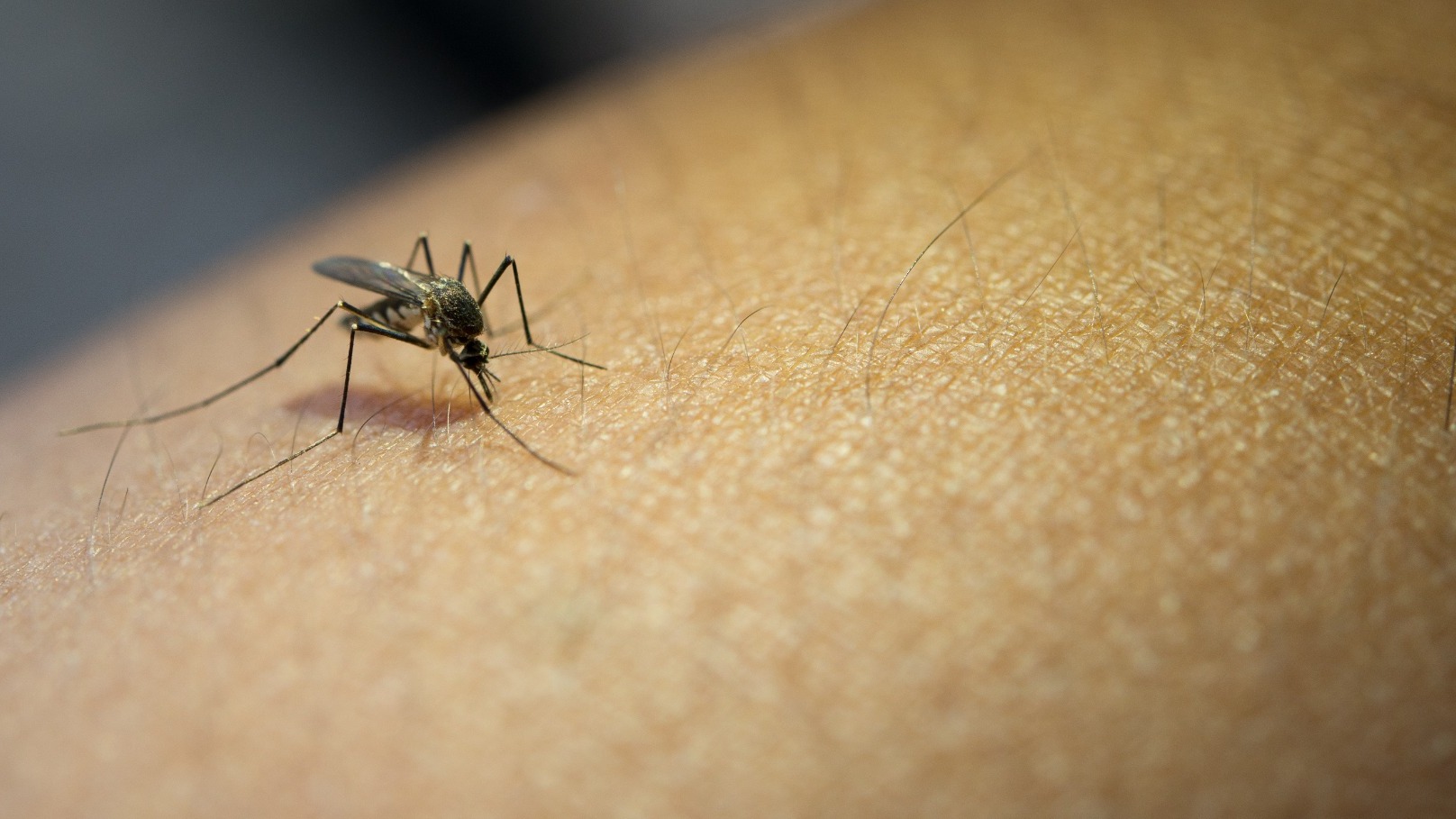 Эколог Брыканов объяснил причину нашествия комаров на набережной Таганрога