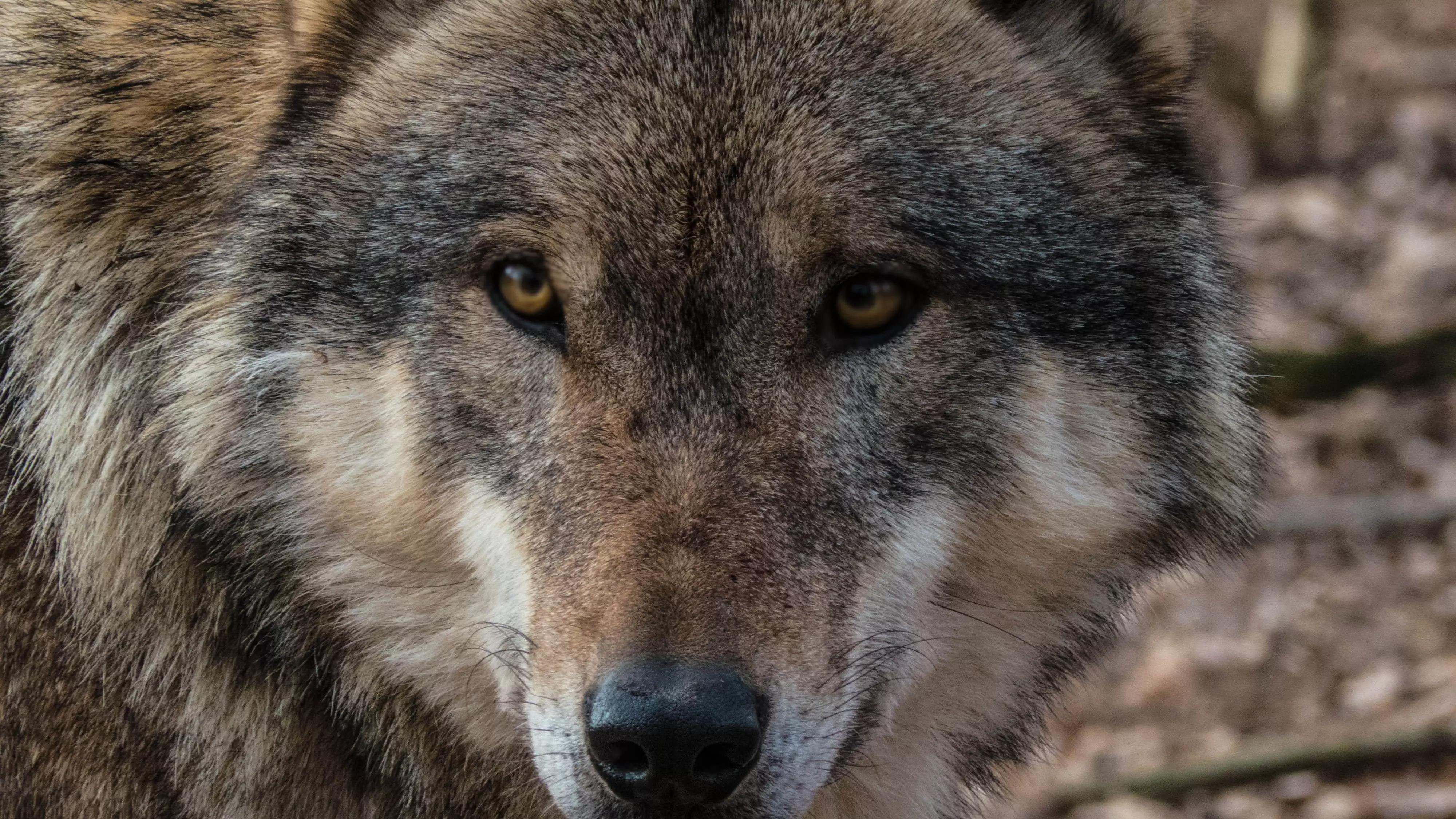 «Ситуация угрожающая»: на севере Ростовской области увеличивается численность волков