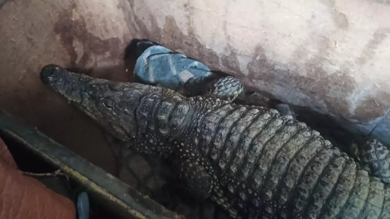 У него в кузове, помимо прочих вещей, нашли деревянный ящик с живым крокодилом. Длина животного составила 1,8 метра.