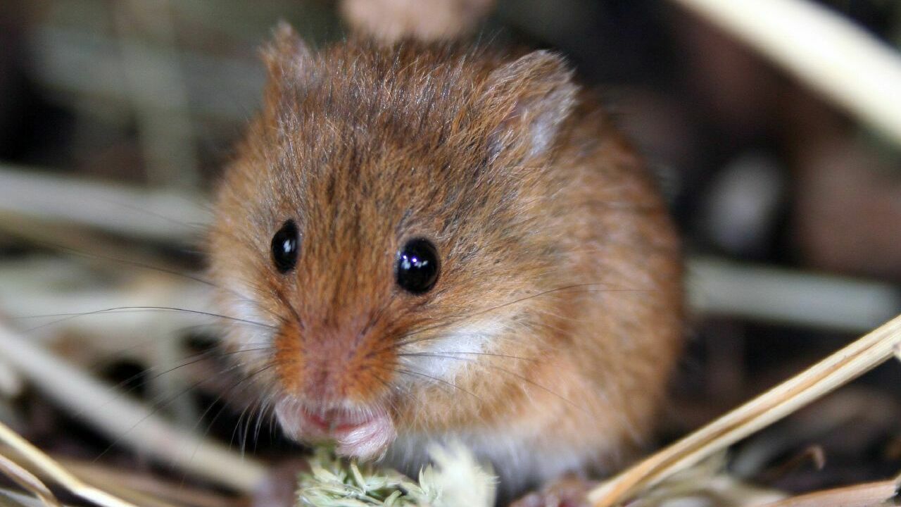 Эколог рассказал, как в Ростовской области мыши борются с браконьерством