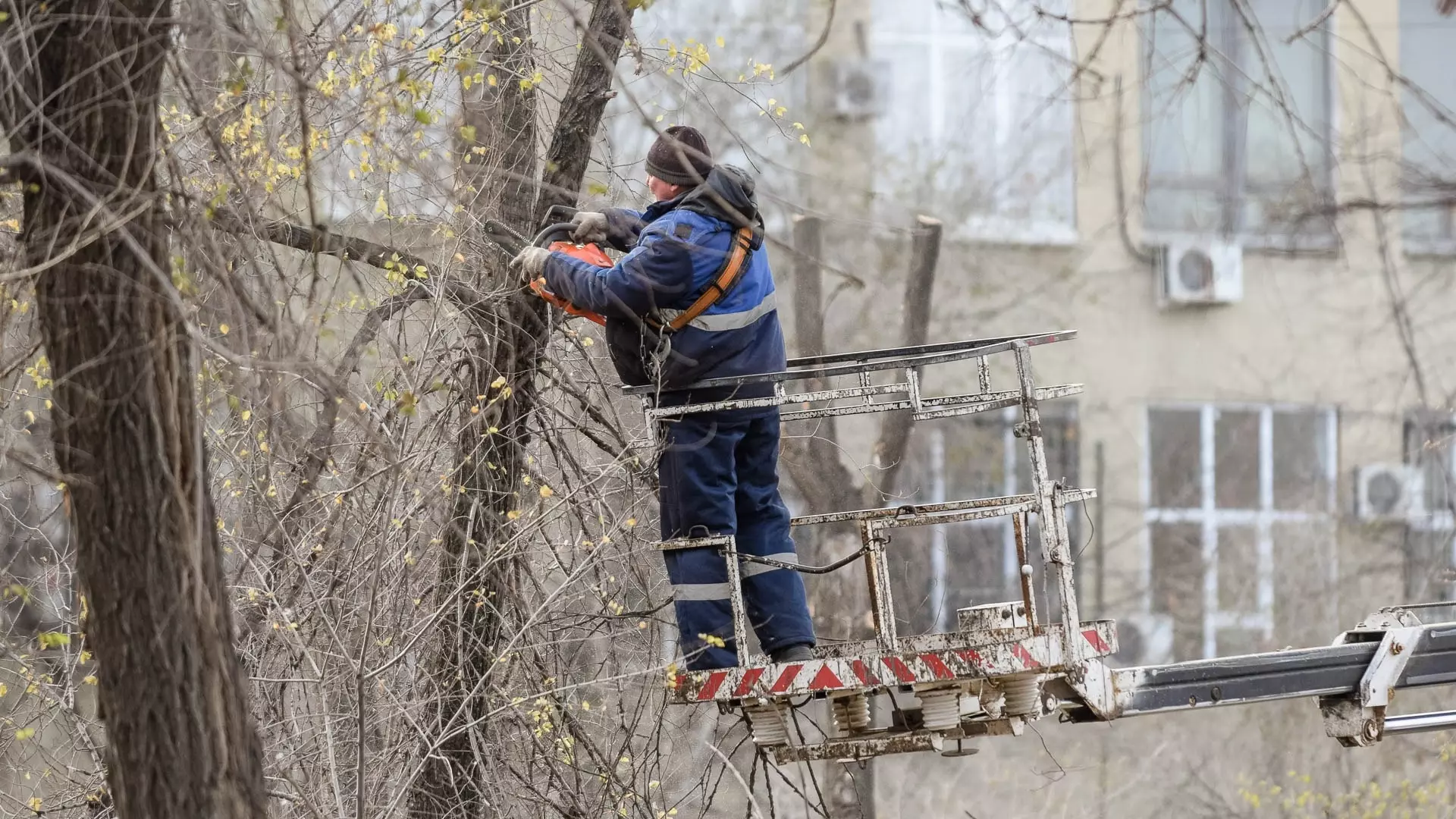 Ученые заявили, что Ростов вошел в число «облысевших» без деревьев городов