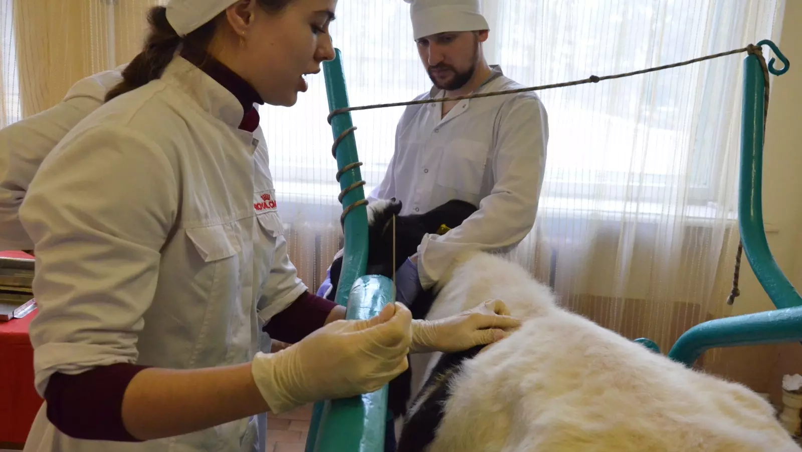 Ученые из Ростова придумали способ гуманной эвтаназии крупного скота
