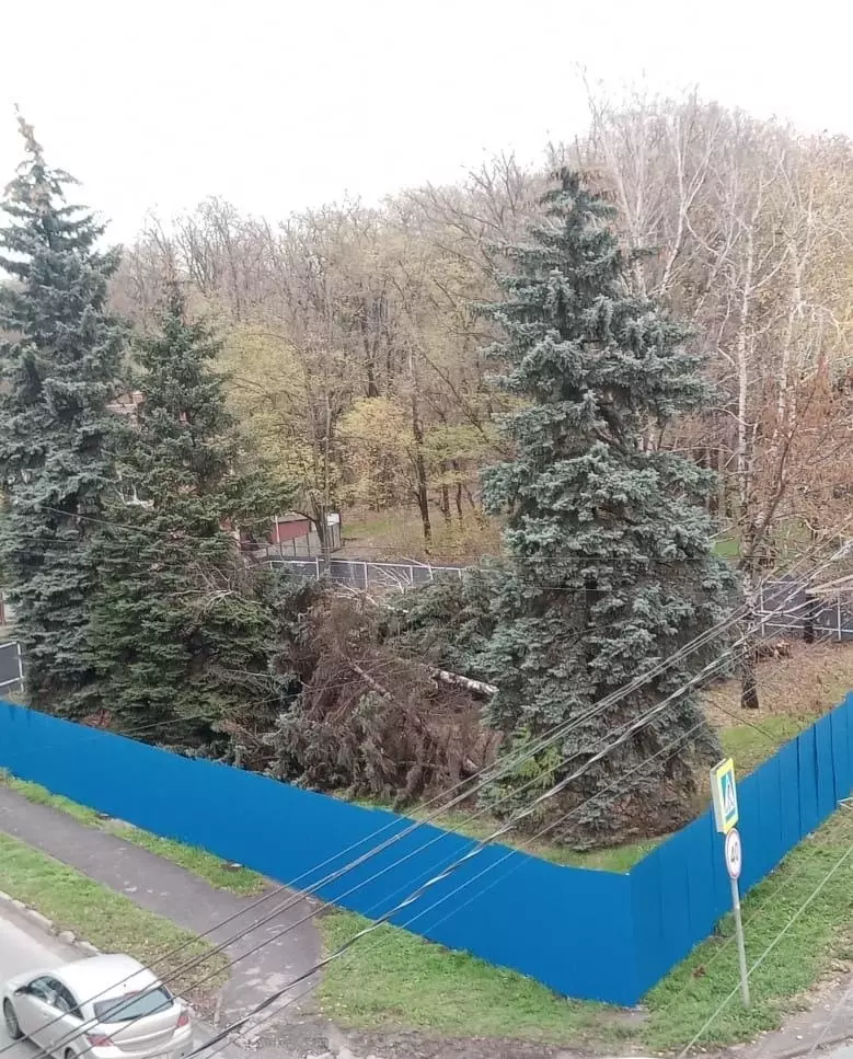 Огородив территорию на улице Зеленой в Ростове, приступили к уничтожению крупных деревьев.