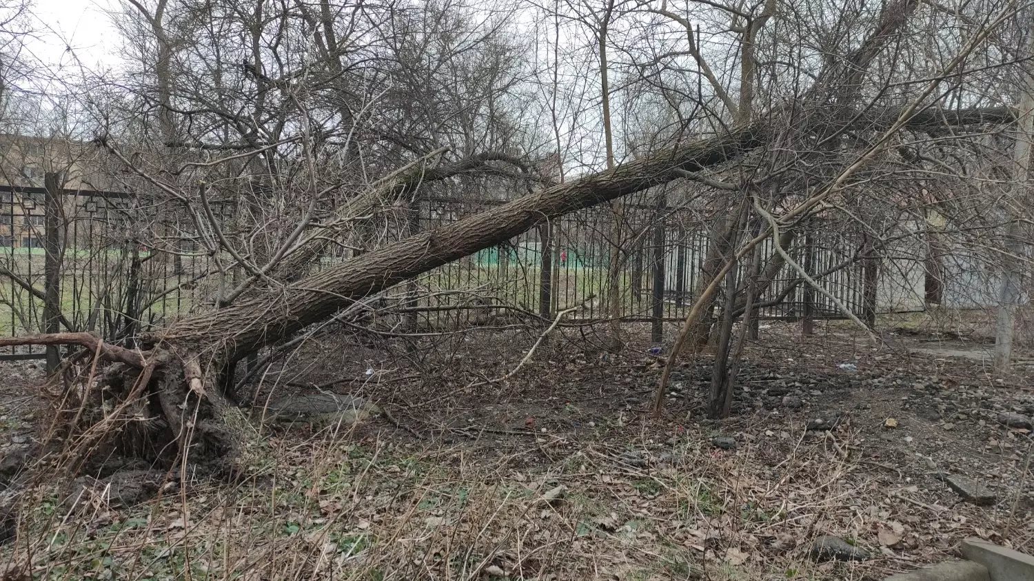 Дерево возле школьного забора на Каширской в Ростове рухнуло уже давно.