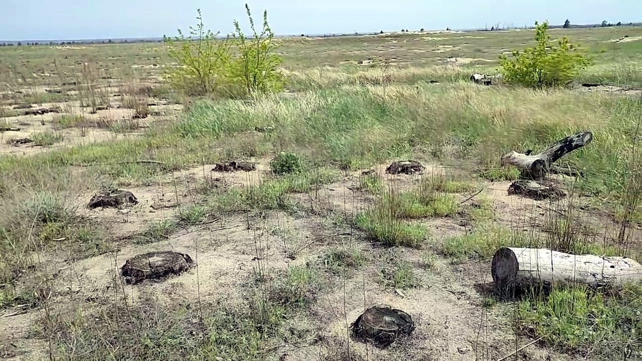 Эколог рассказал, что на месте сгоревшего Кундрюченского леса давно должны быть  «сибирские леса» 