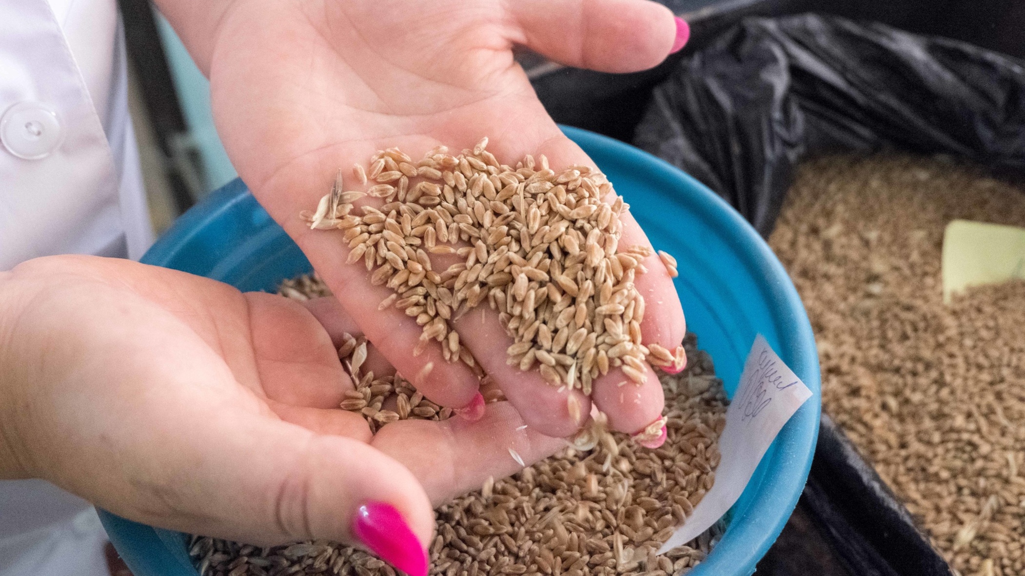 Долги пшеницей начали собирать в Ростовской области