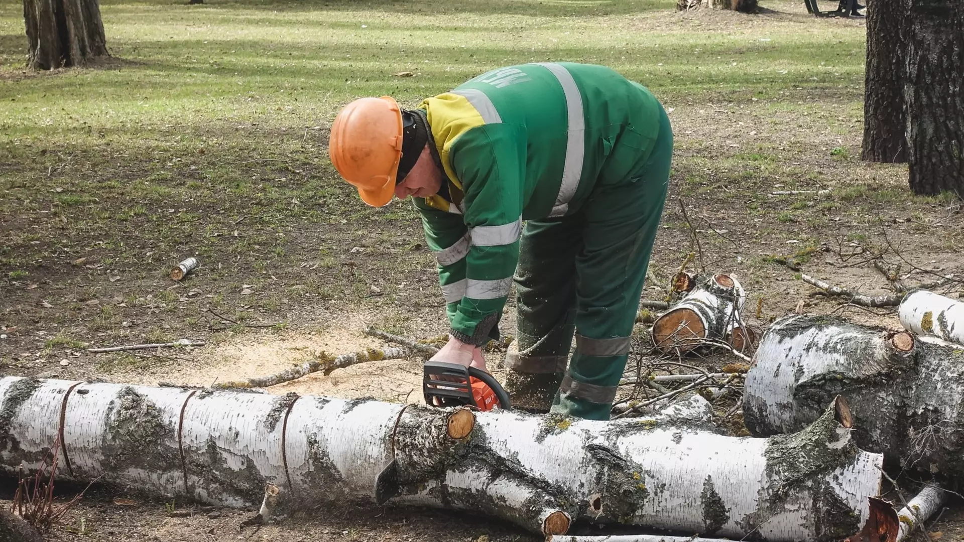 Владелица участка объяснила, зачем уничтожались деревья на Зеленой в Ростове