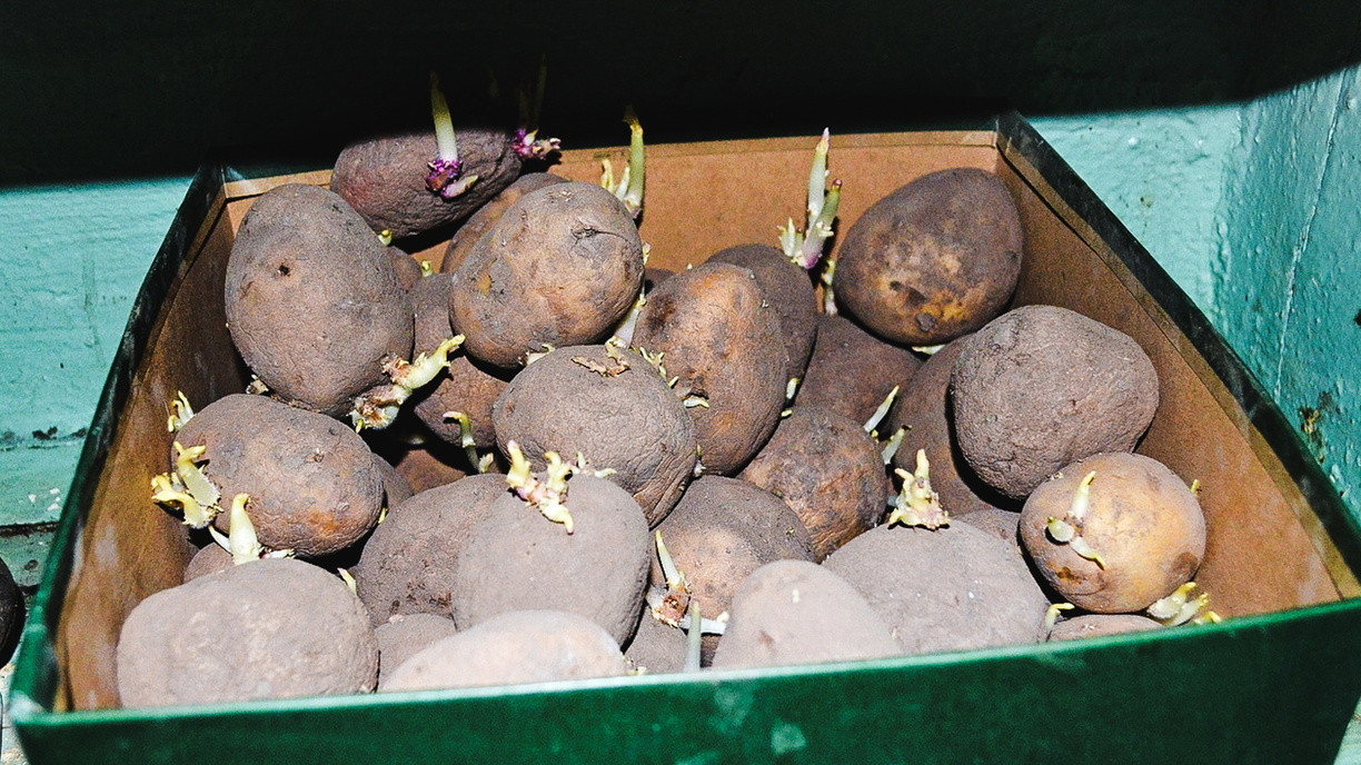 В январе в Ростовской области подскочили цены на картофель, муку и рыбу