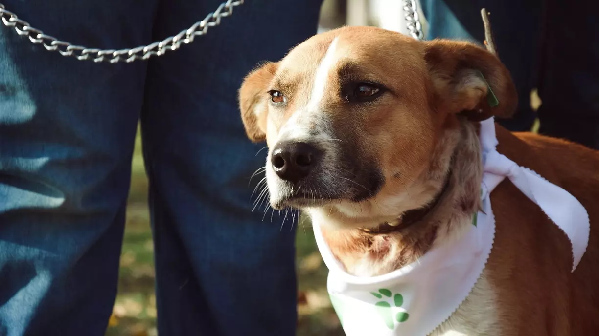 Активистку с собакой и билетами не пустили в поезд в Ростове-на-Дону