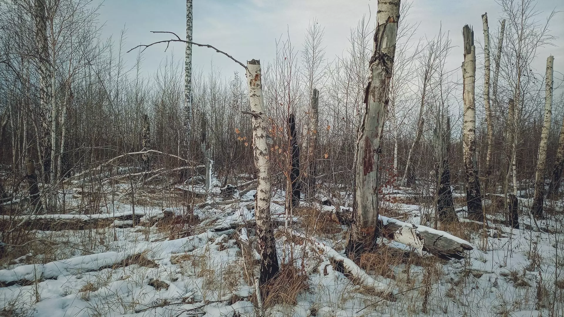 Власти Ростова озаботились обрезкой и сносом аварийных деревьев в парках