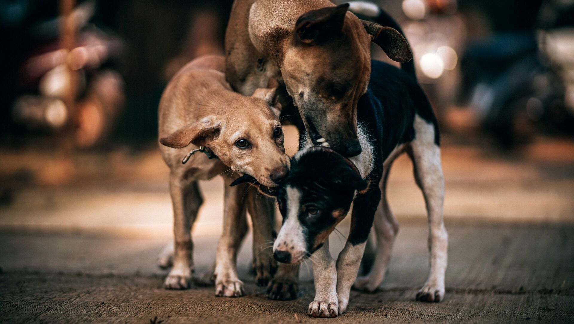 Зоозащитники сообщили о массовом отстреле бродячих собак в Батайске