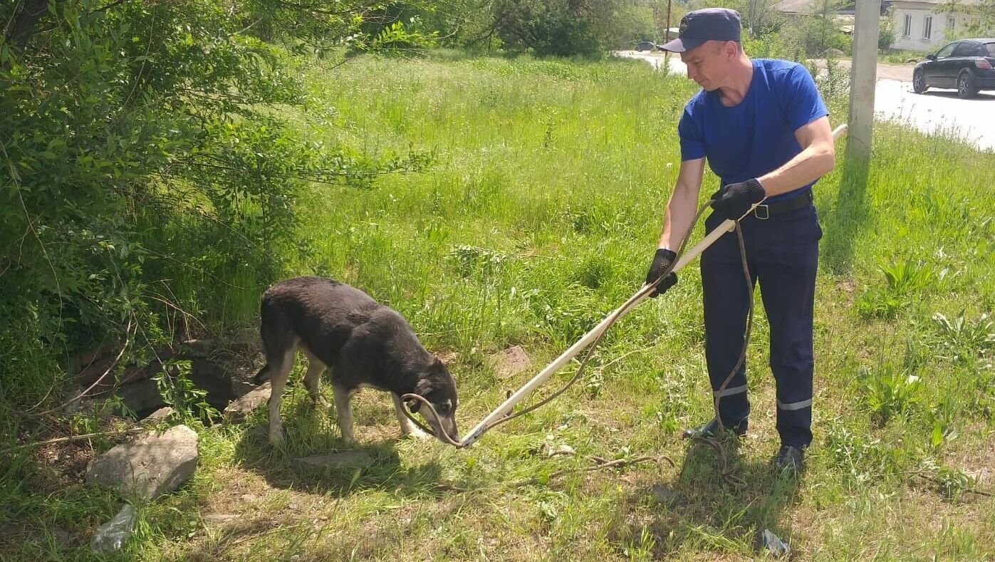 В Ростовской области спасатели достали собаку из глубокого колодца в мае