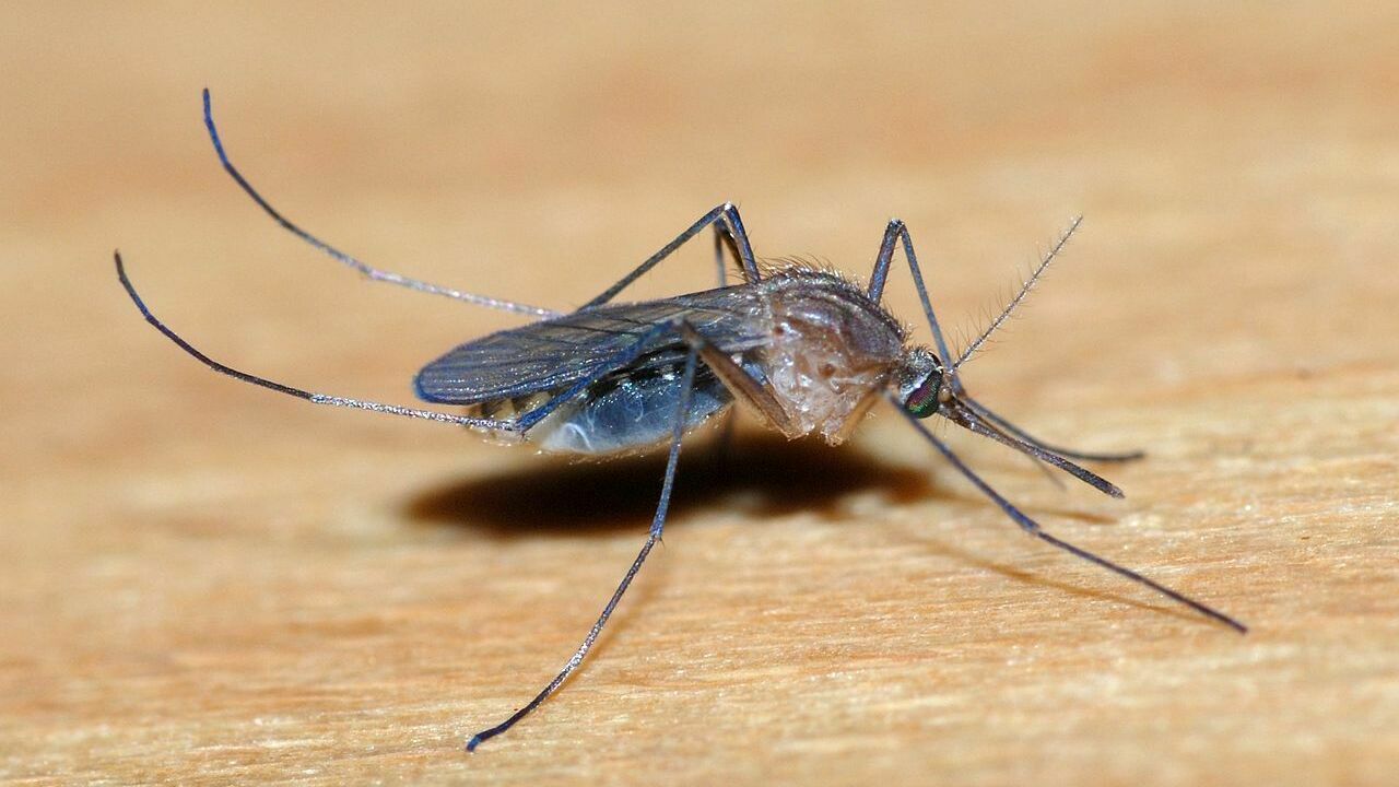 Врач разъяснил, почему ростовчане не грозит заражение малярией от укуса комара 