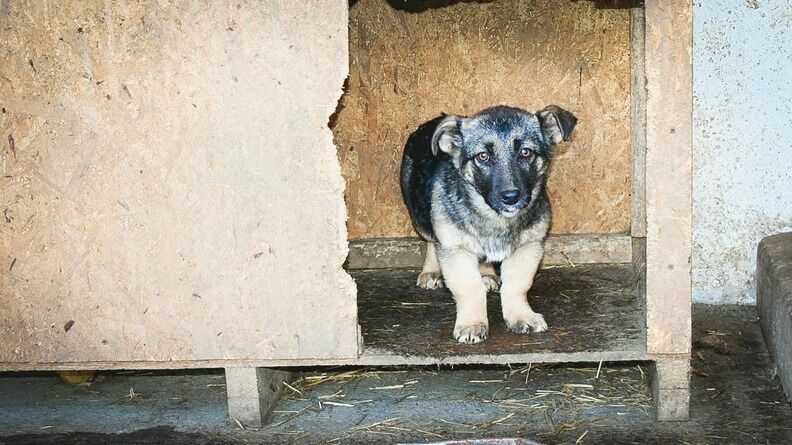 В Ростовской области от верной гибели спасли застрявшую собаку
