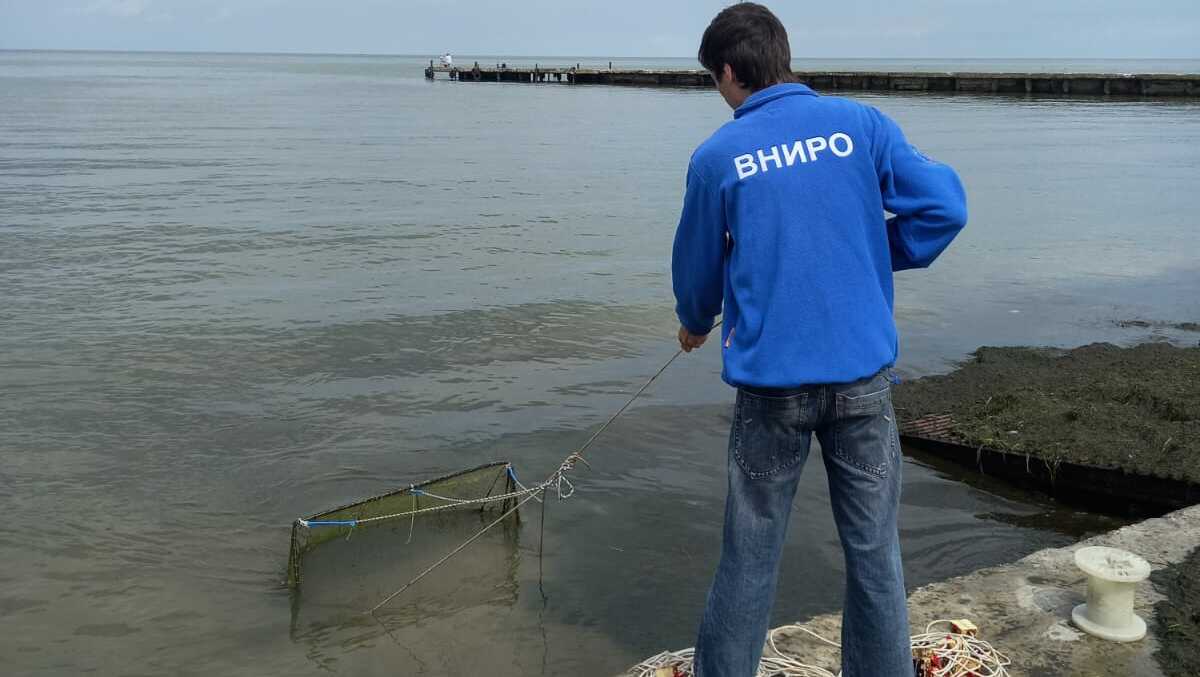 Донские ученые ожидают нашествие черноморских креветок в Азовском море