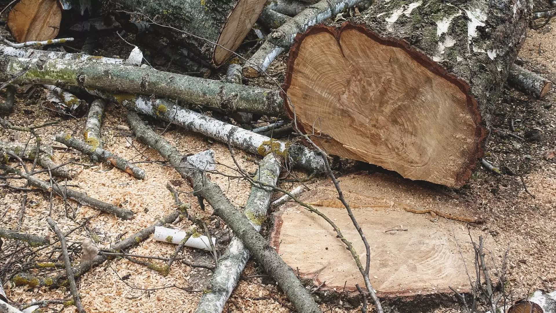 Собственник продолжает уничтожать деревья на улице Зеленой в Ростове