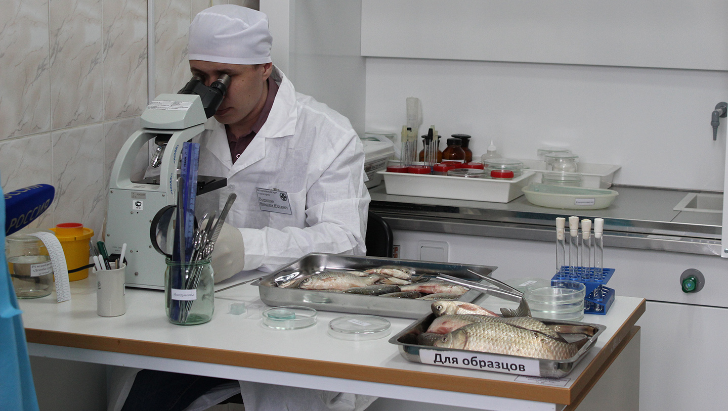 Обилие осадков в Ростовской области не повлияло на количество рыбы в реке Дон