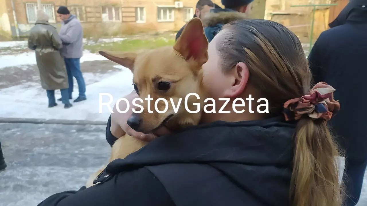 Собак, хомяка и хамелеона вытащили из обрушившегося дома в Ростове