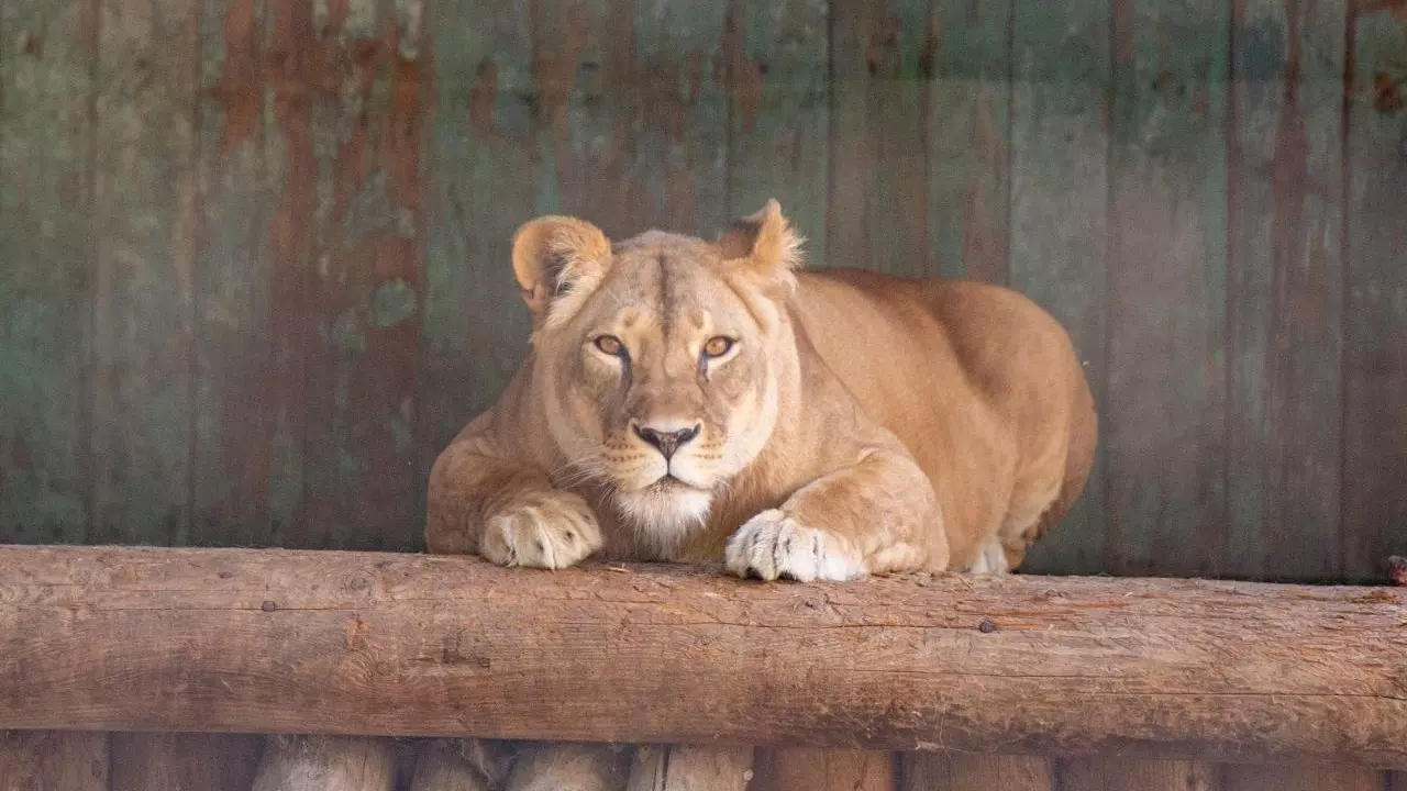 Львица Олесия скончалась в ростовском зоопарке
