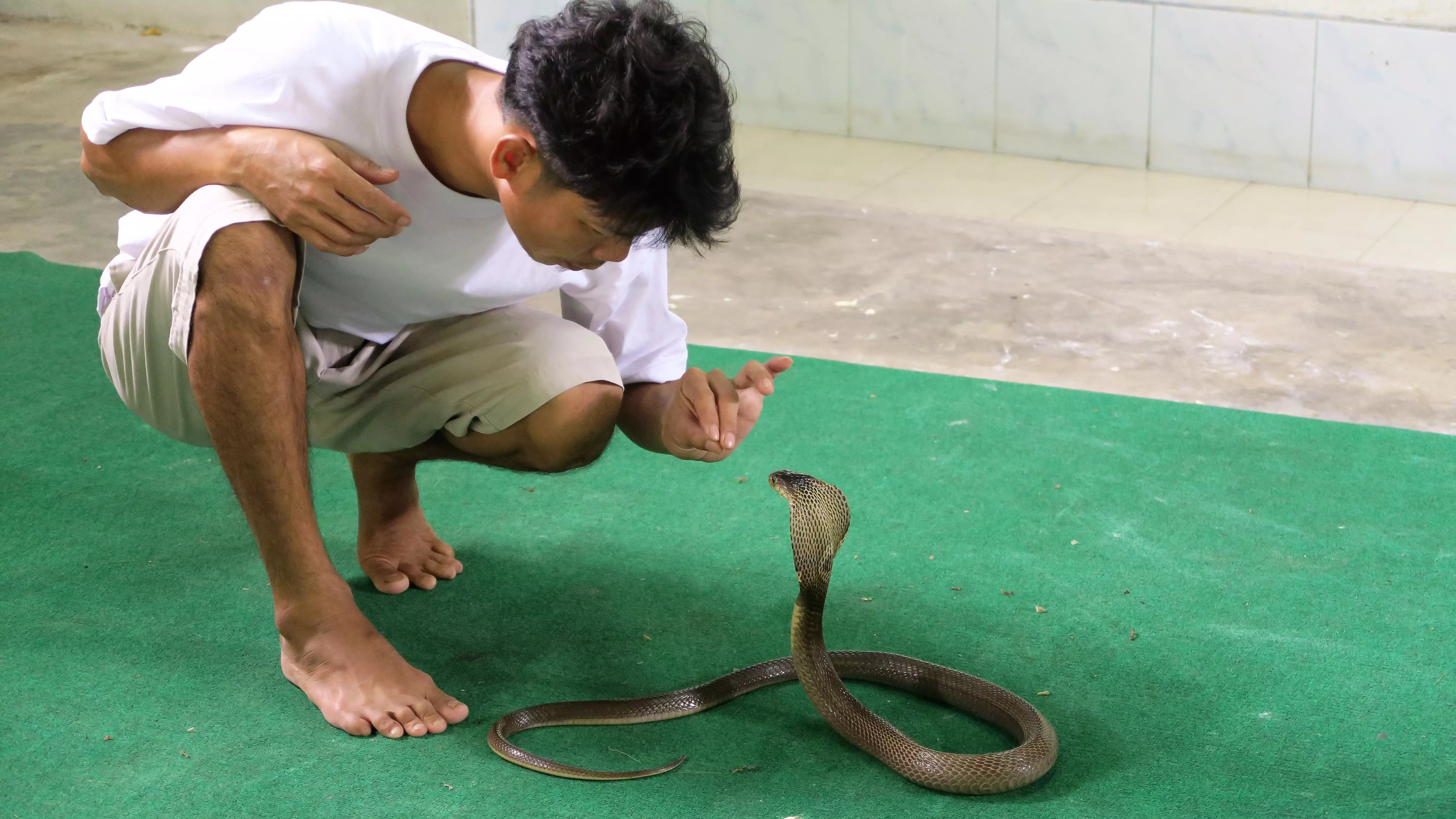 Зоолог объяснила, как себя вести со змеями-гигантами, которых находят в Ростове