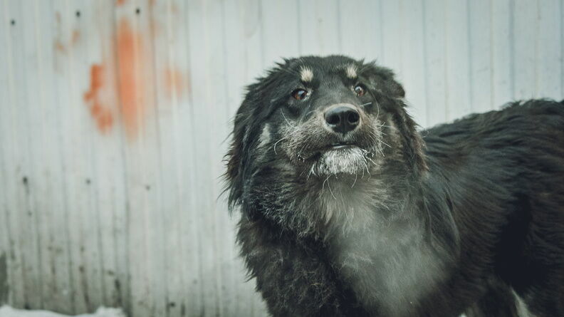 В Новочеркасске собака напала на местную жительницу на детской площадке в апреле