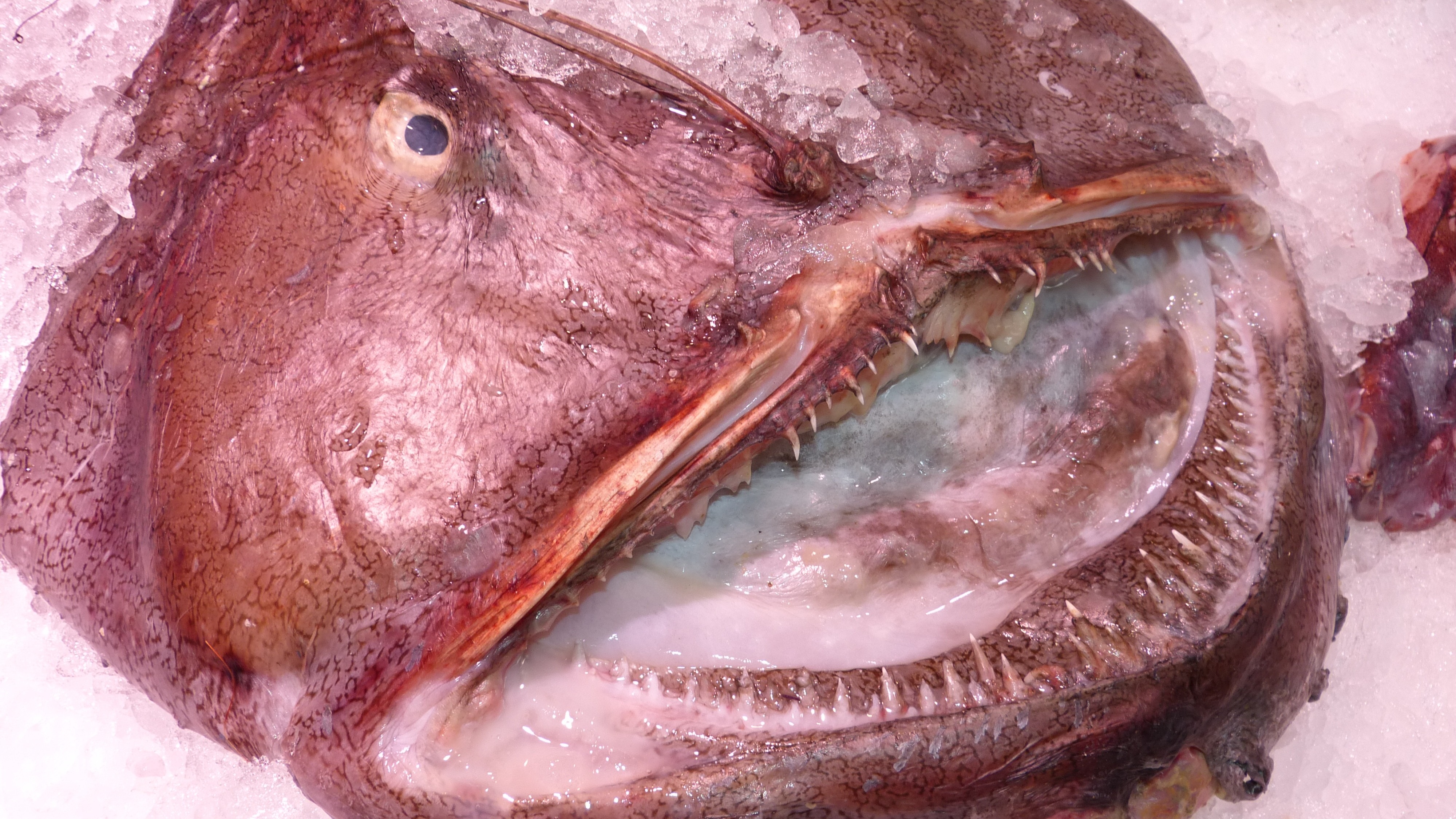 Рыбный морг нашли у 54-летнего жителя Таганрога Ростовской области
