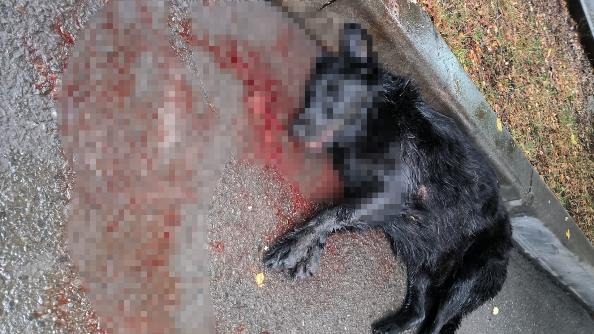 Горожане пожаловались на зверское отравление собак на Северном в Ростове
