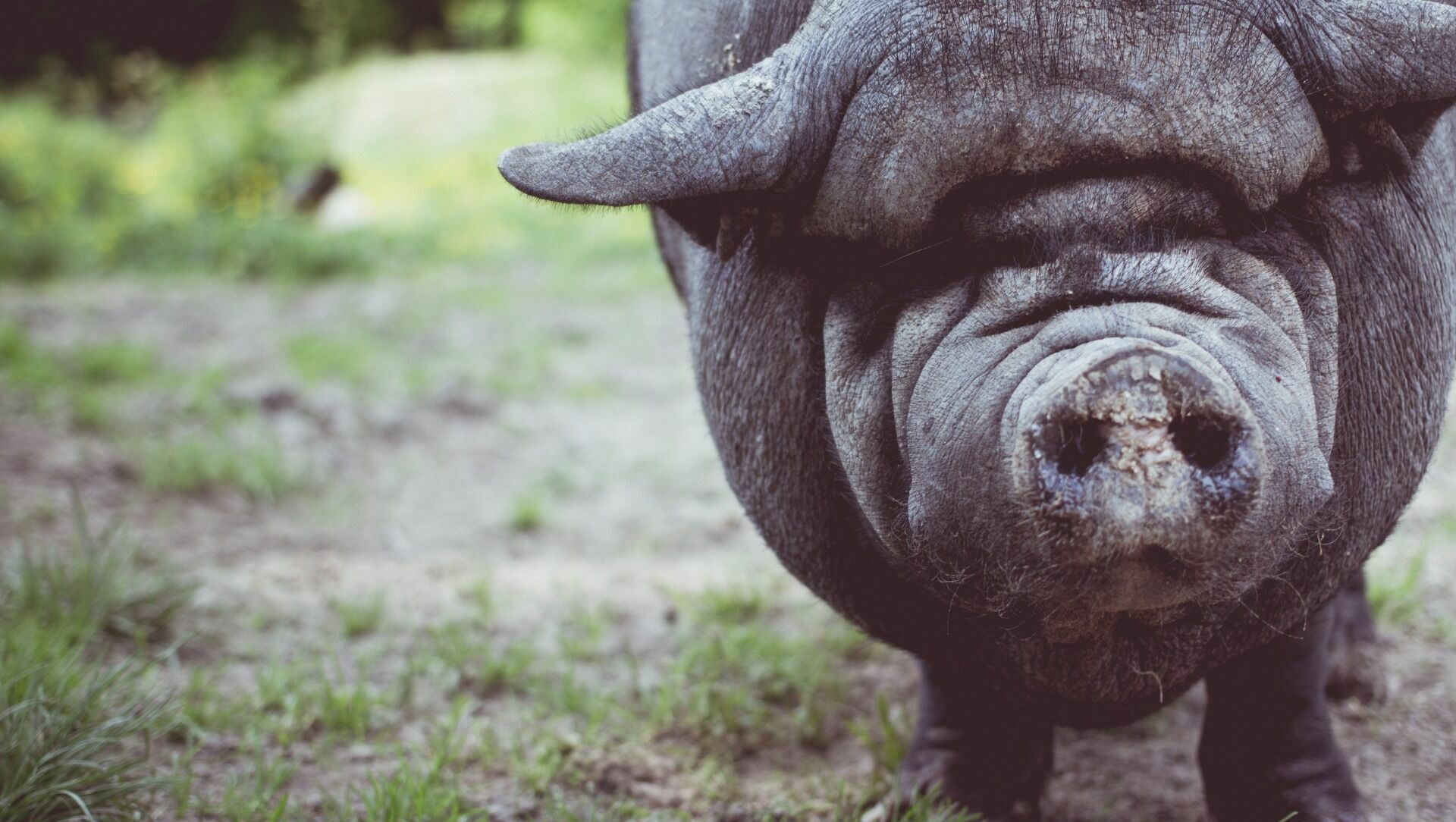 В Ростовской области вспыхнул очаг африканской чумы свиней в ноябре